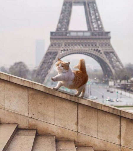 О парижских котиках