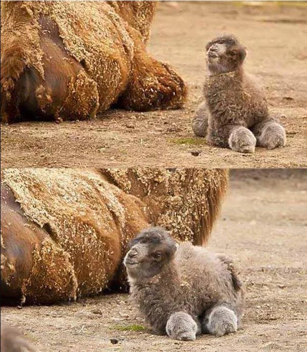 На случай, если вы раньше не видели маленького детёныша верблюда