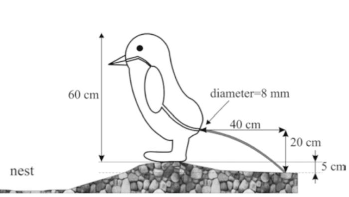 Ученые наконец–то выяснили — на сколько именно пингвины способны выстрелить калом