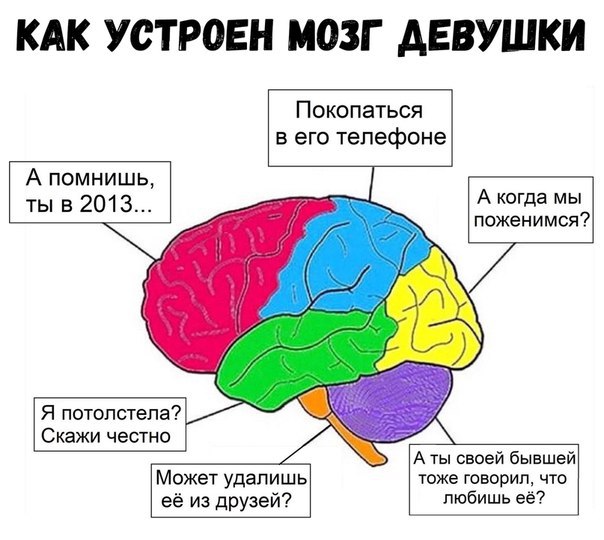 Мозг девушки