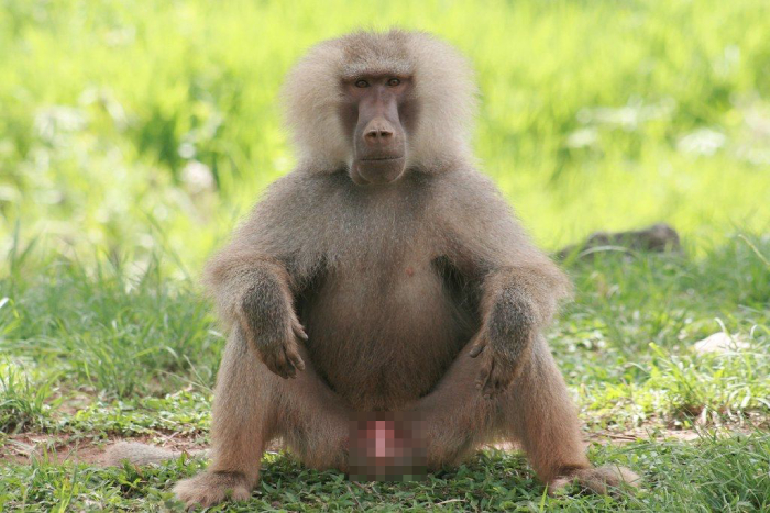 Японский зоопарк провел расследование, чтобы выяснить, как родила обезьяна, которая никогда не видела самцов