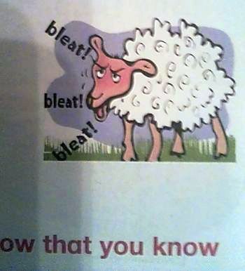 Это овечка из детского учебника по английскому. И, кажется, она чем-то расстроена!
