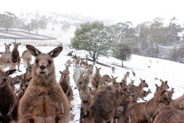 В Австралии выпал снег. Кенгуру в ахуе.