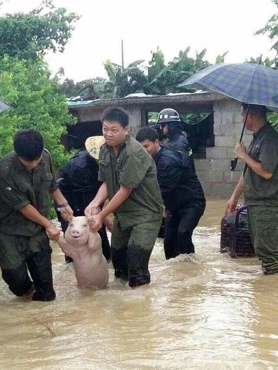 Счастливая свинья, которую спасли при наводнении