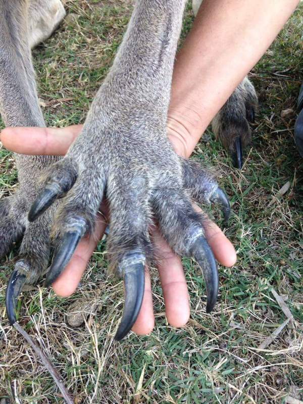 Рука человека и лапа кенгуру