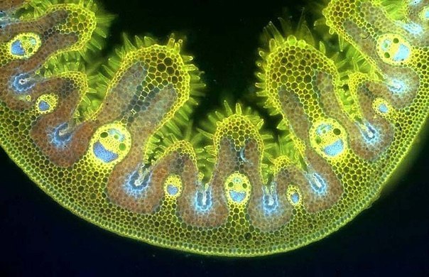 Фото клетки марихуаны под микроскопом