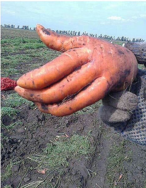 Здравствуйте, я — морковь