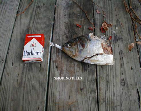 Капля никотина разорвала рыбу