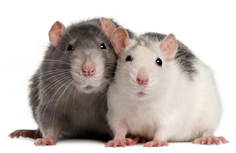 Фотография двух крыс