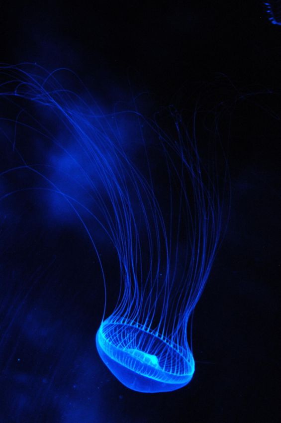 Космические фотографий медуз