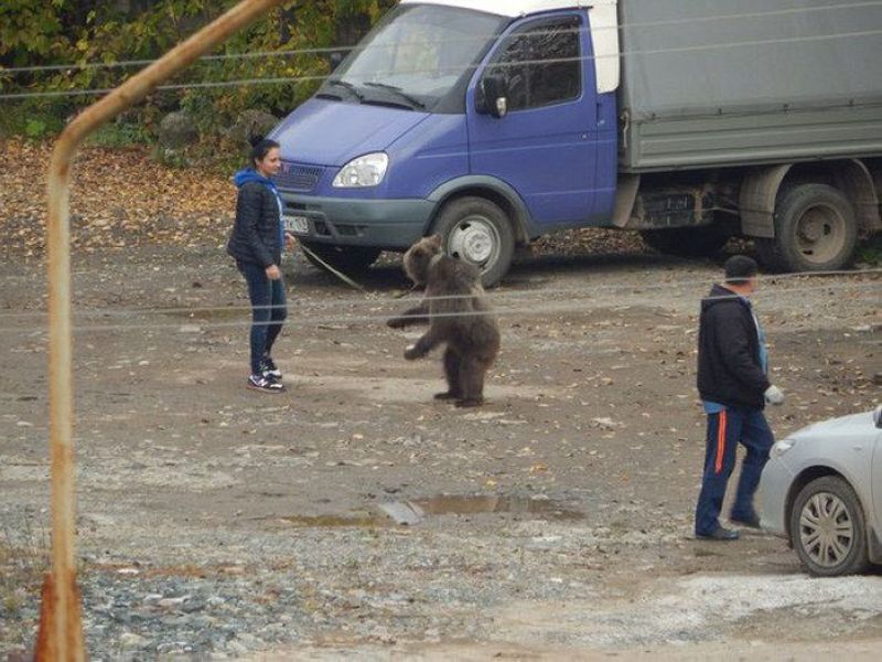 Девушка в Перми выгуливает домашнего медведя