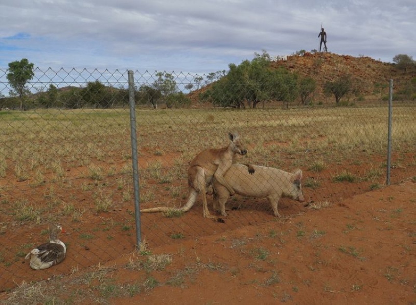 Межвидовой секс по-австралийски - кенгуру живет со свиньей