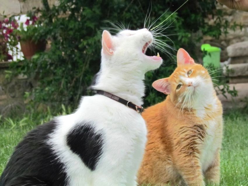 Солянка картинок