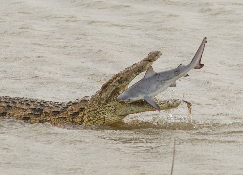 крокодил против акулы