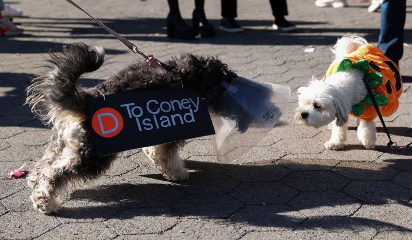 ежегодный парад собак на Хэллоуин в Нью-Йорке