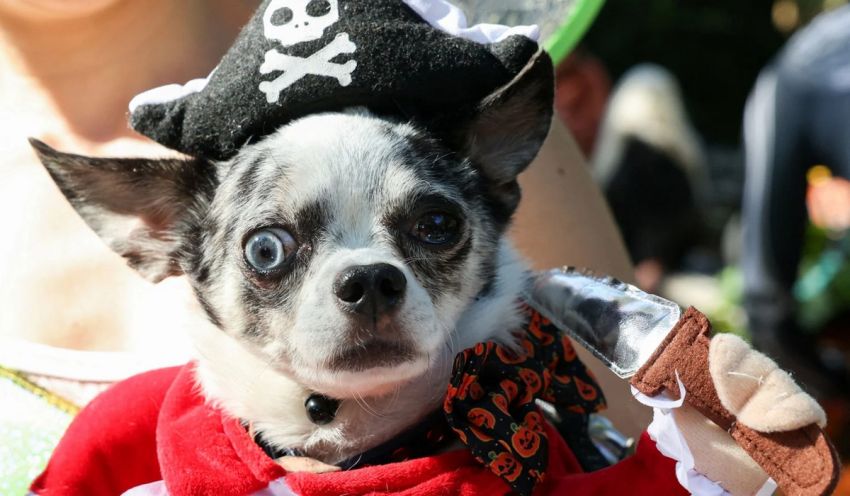ежегодный парад собак на Хэллоуин в Нью-Йорке
