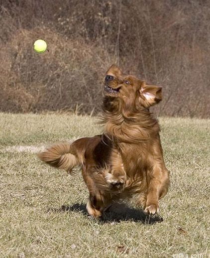 Собаки и мяч 